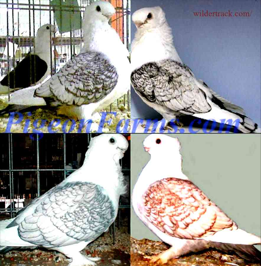 Lahore Pigeons