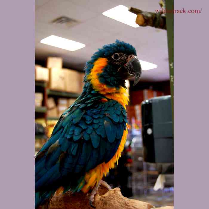 About the Blue Throated Macaw
