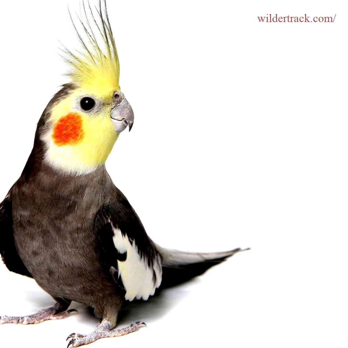 Why Choose Our Cockatiel?