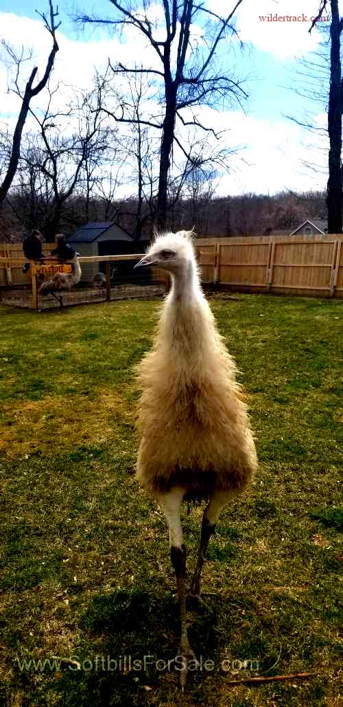 Where to Find Emus for Sale in PA