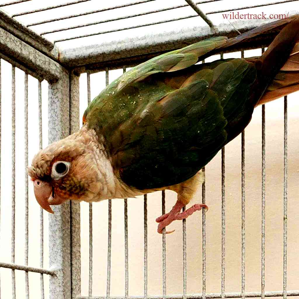 Benefits of Adopting a Conure
