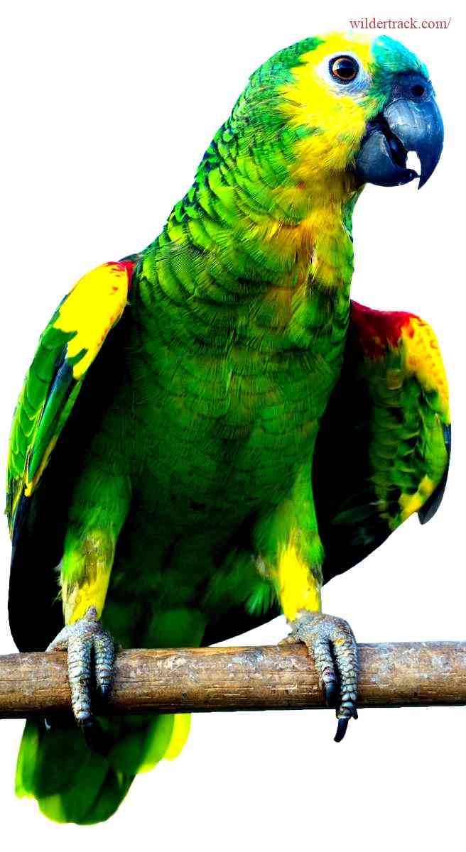 Benefits of the Amazon Parrot Sale