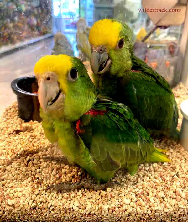 Preparing your home for an Amazon parrot