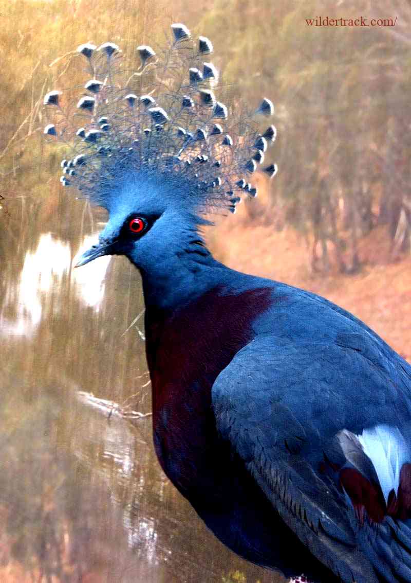 Characteristics of Crowned Pigeons