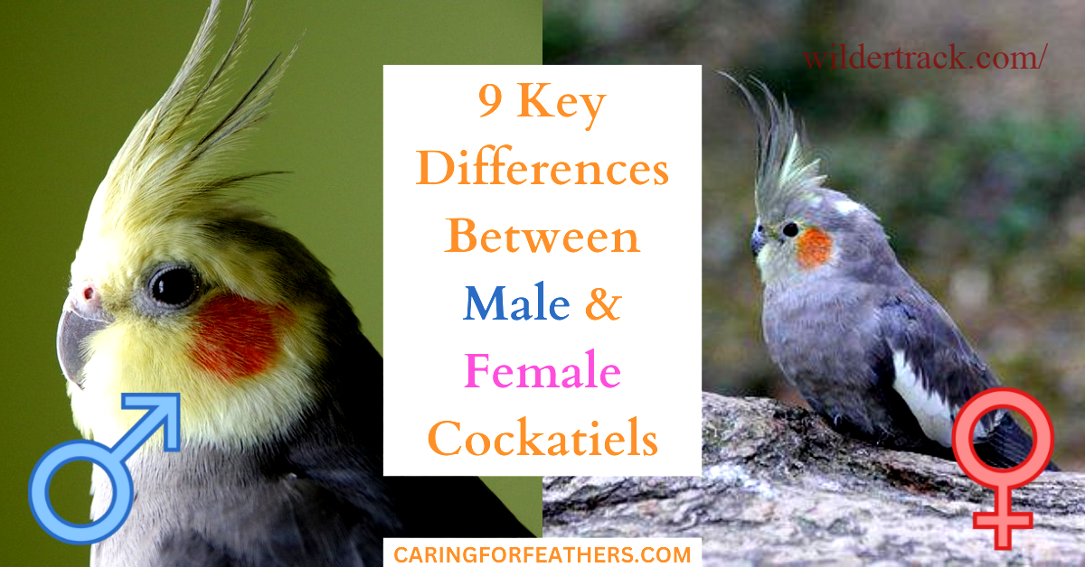 Effective training techniques for female cockatiels