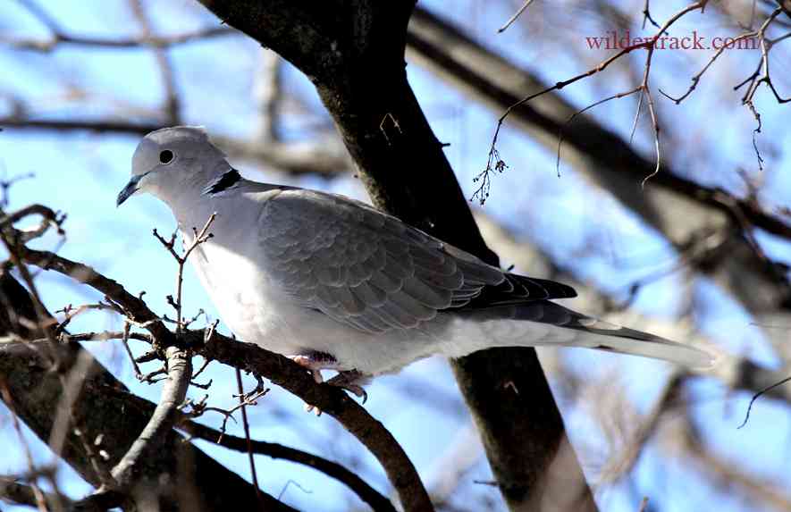 Creating Water Sources for Doves