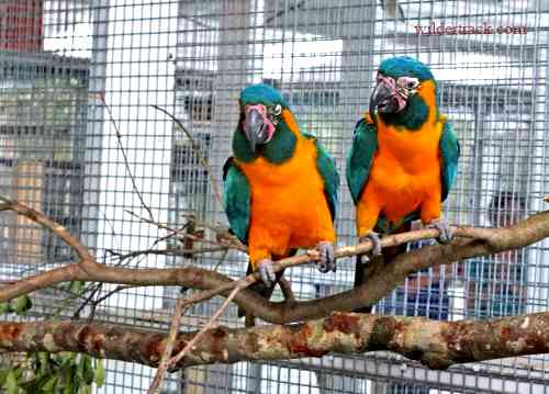 Caring for Your Blue Throated Macaw