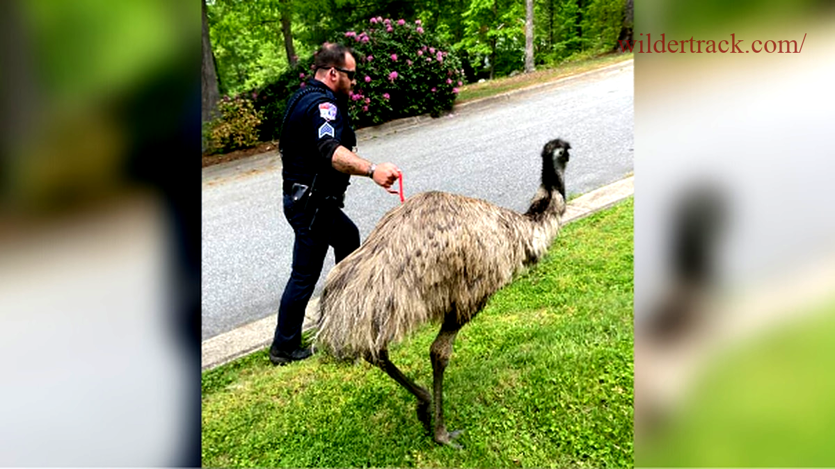 Emu Care and Maintenance Tips