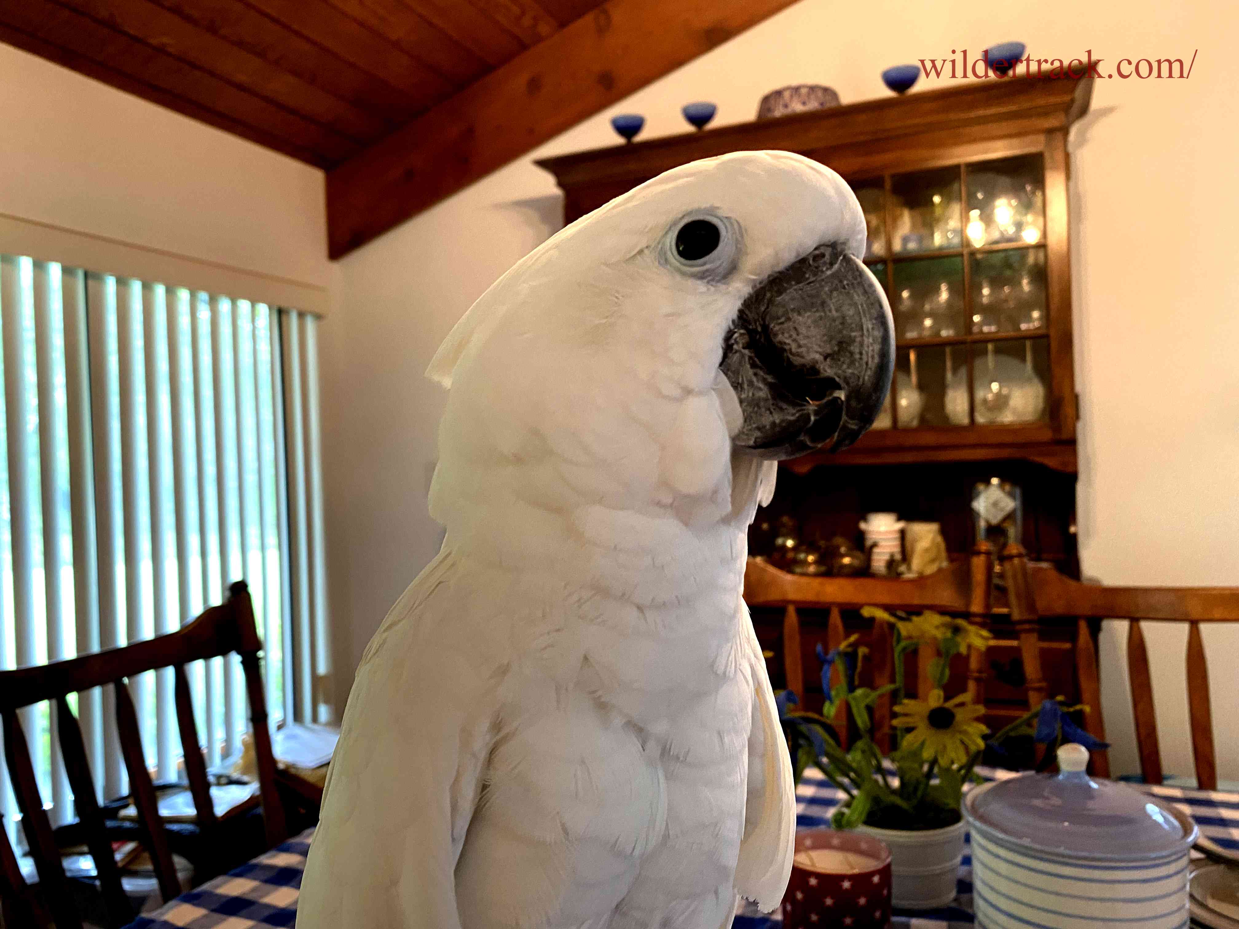What cockatoo species are available for sale in NYC?