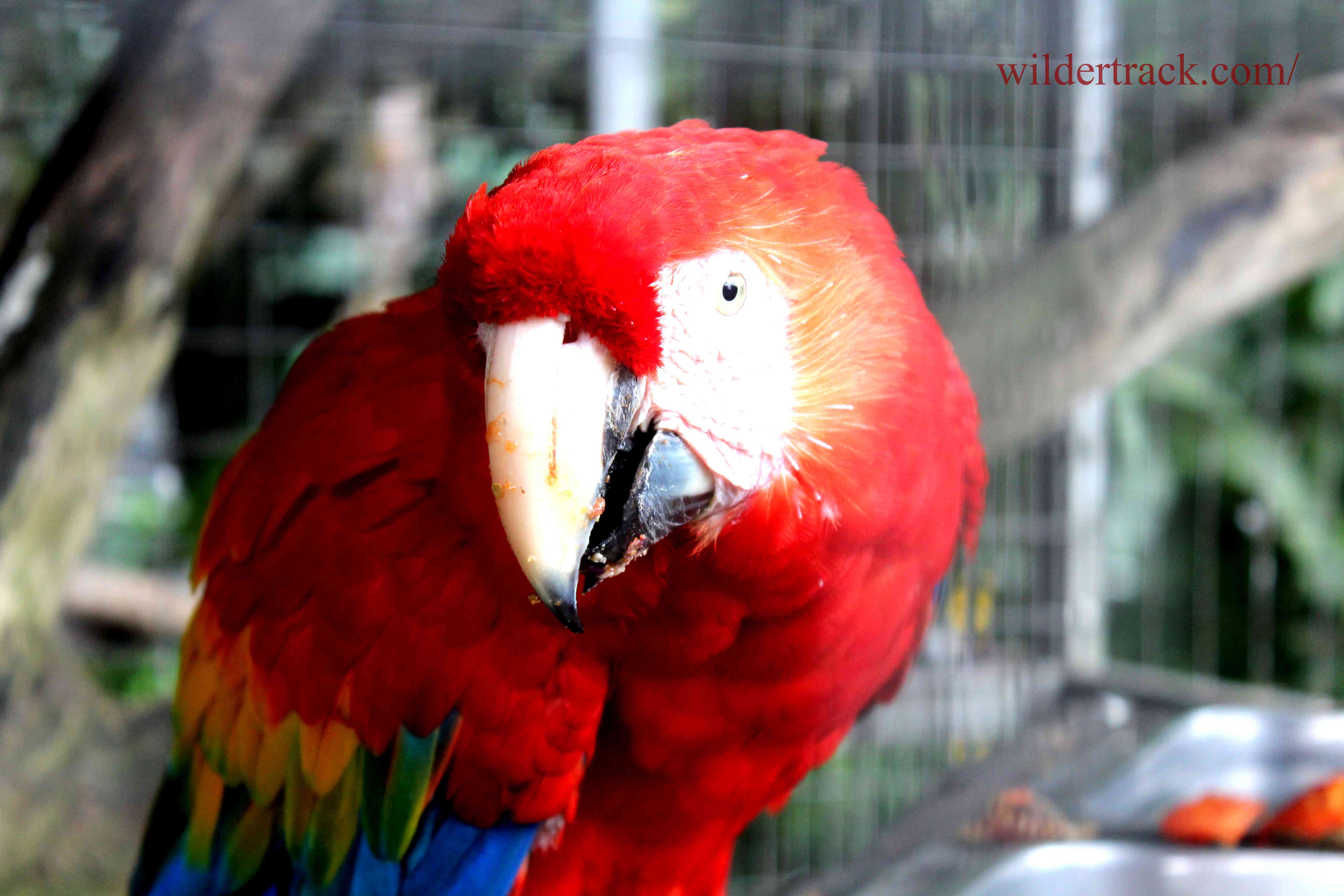 How to Choose a Baby Macaw