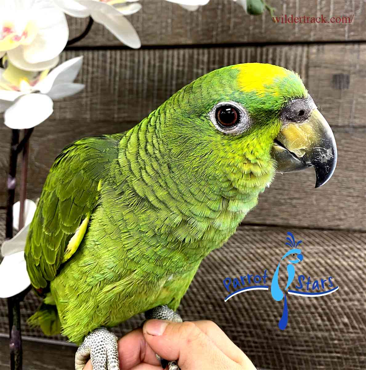 The Amazon Parrot: