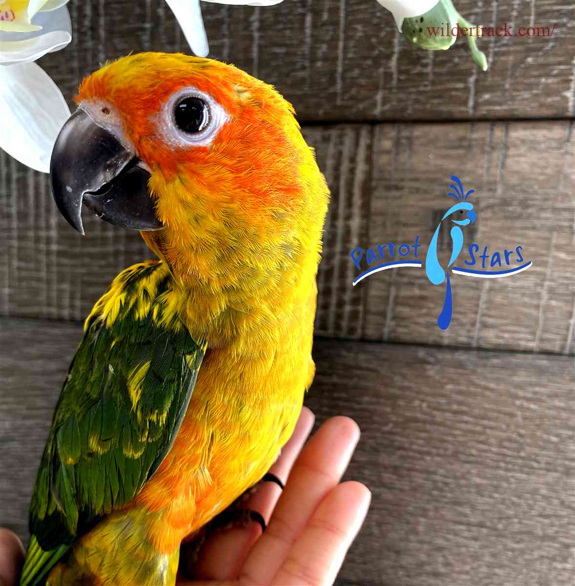 What are male sun conures?