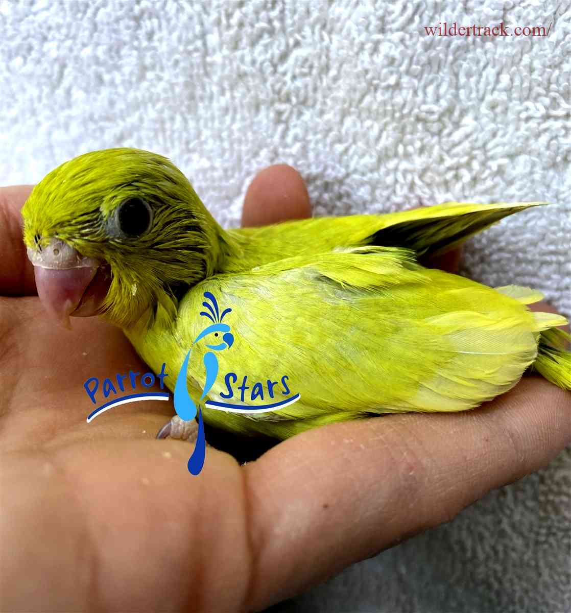 What are parrotlets?