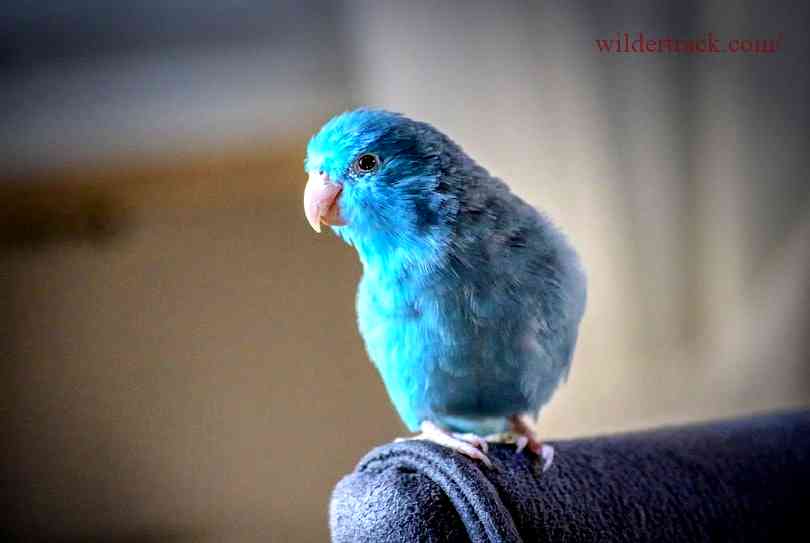 Where to Find Affordable Parrotlets