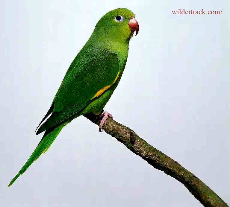 How to Choose the Right Canary Winged Parakeet