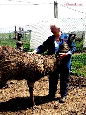 What to Consider Before Buying an Emu