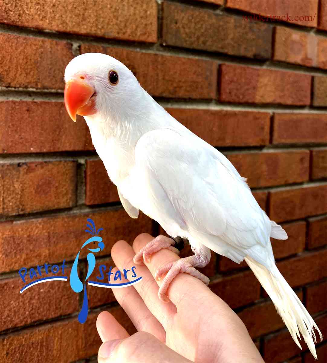Behavioral Characteristics of Albino Indian Ringneck Parrots