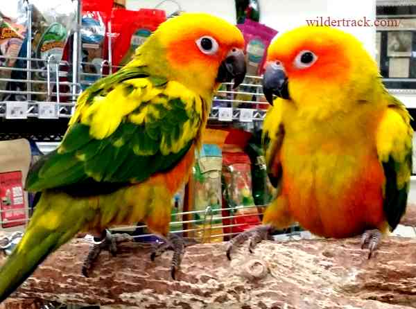 PetSmart Conure birds for sale