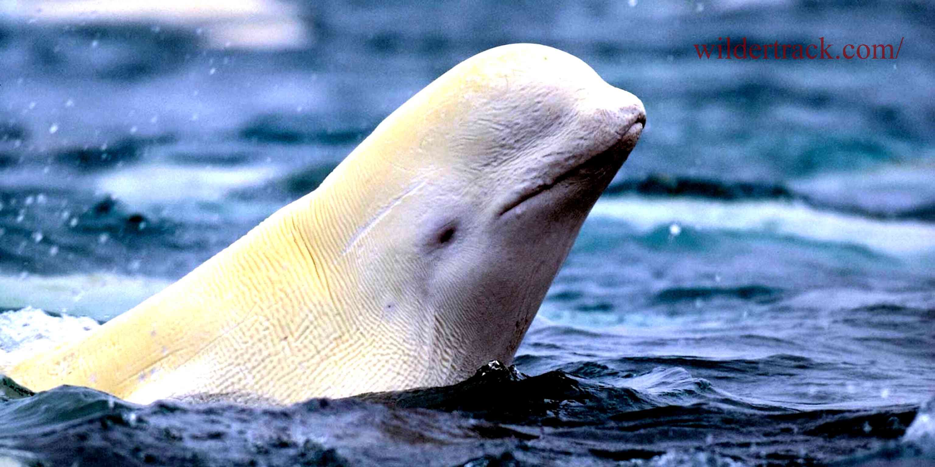 What are Beluga Whales?