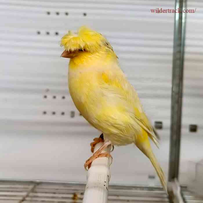 Tips for Choosing the Right Canary