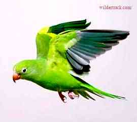 About Canary Winged Parakeet