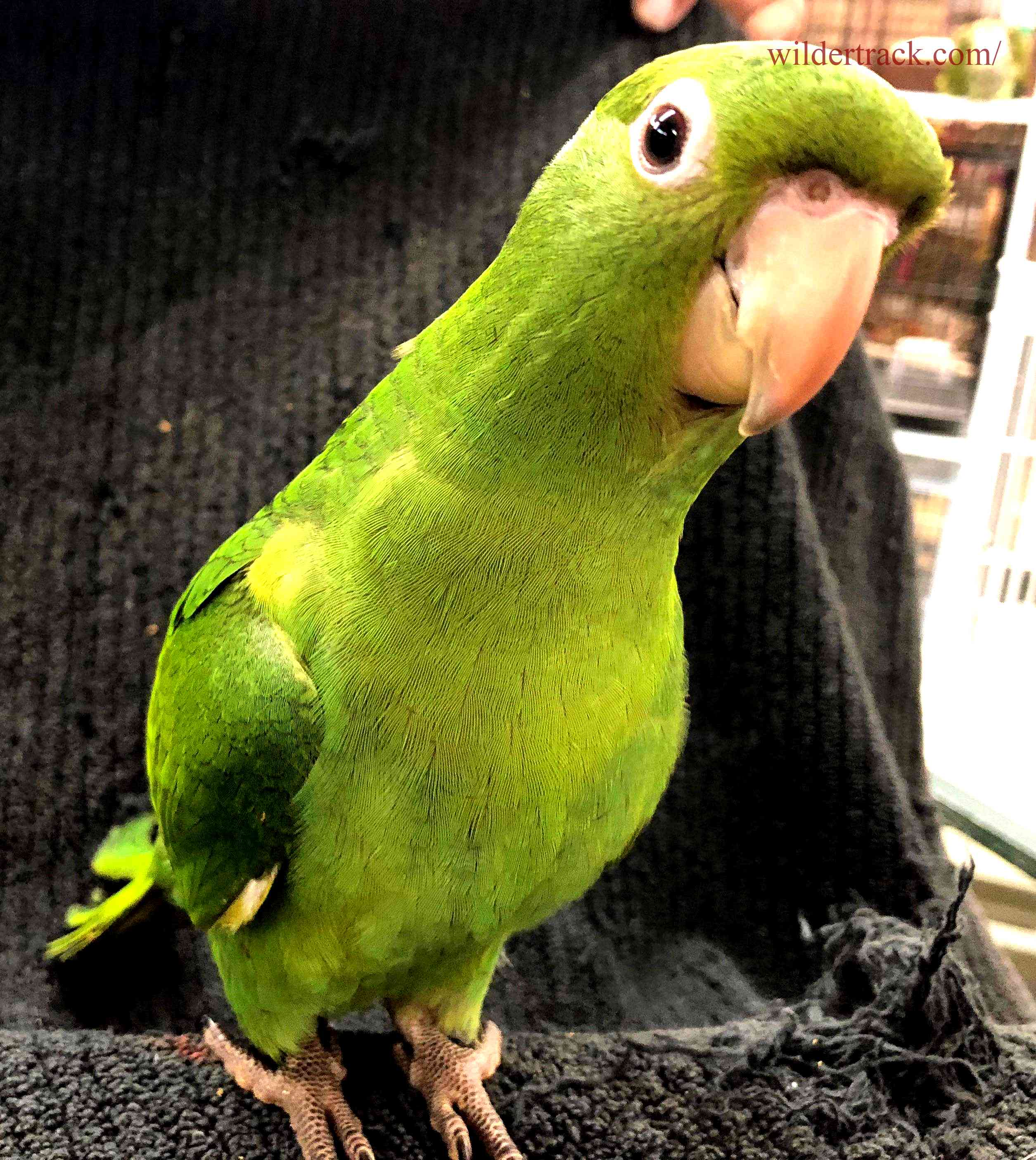  Caring for Your Cherry Head Conure 