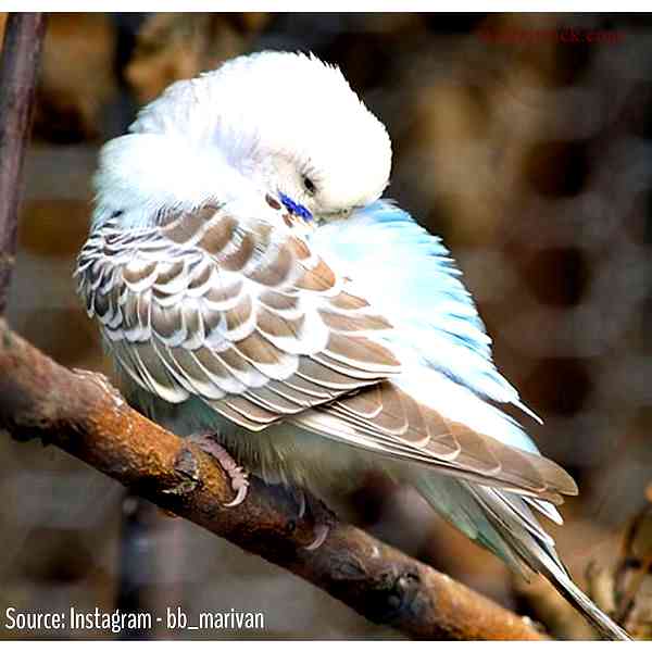  What is a Cinnamon Budgie? 