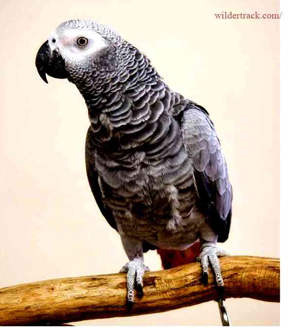 The Congo African Grey Parrot may be the perfect fit for you!