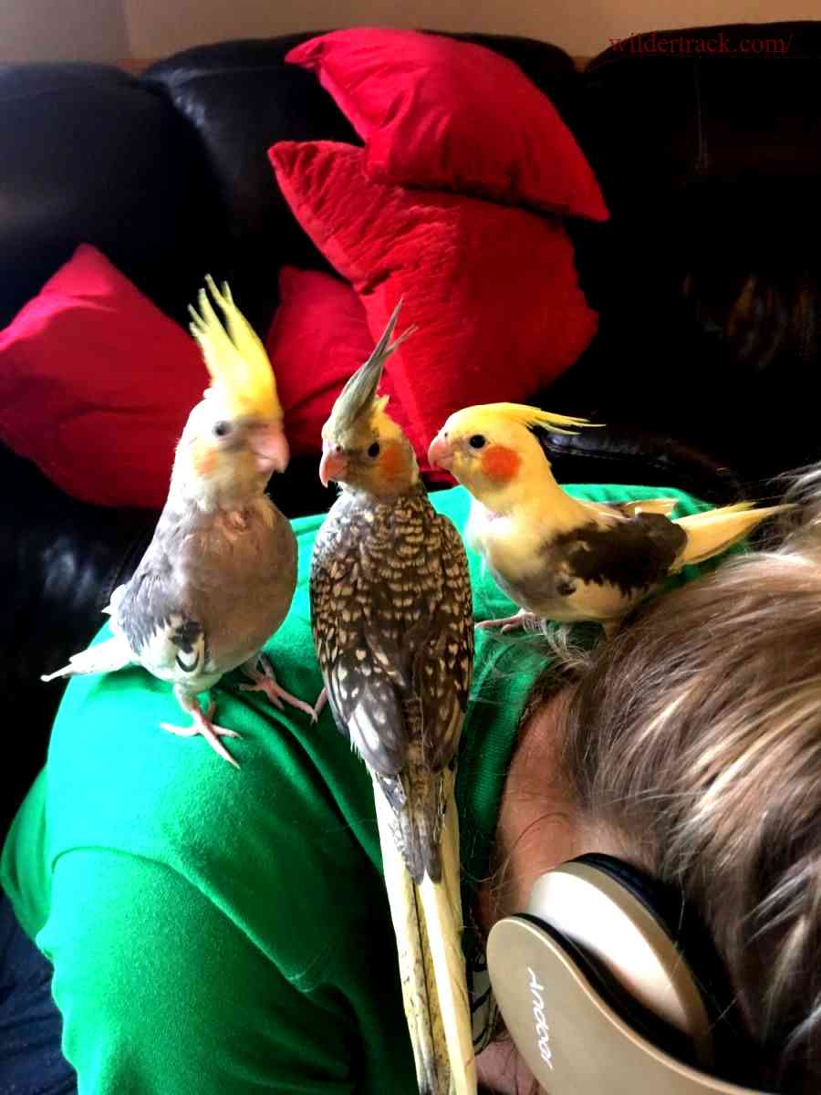 Our Cockatiels for Sale