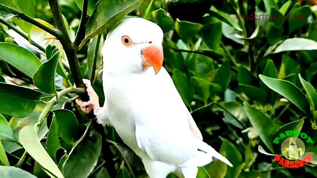 Overview of Albino Indian Ringneck Parrots