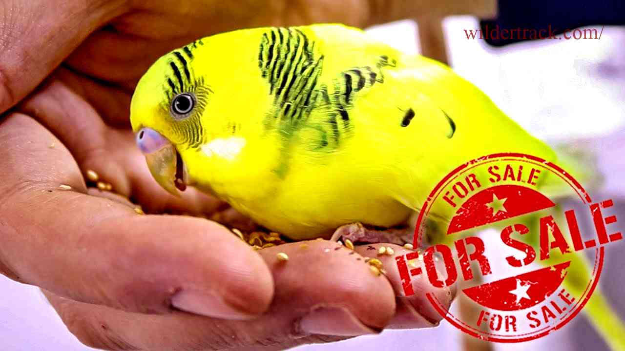 What Are Budgerigars?