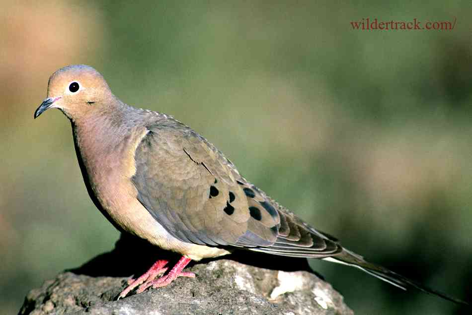 Types of Doves Found in Indiana