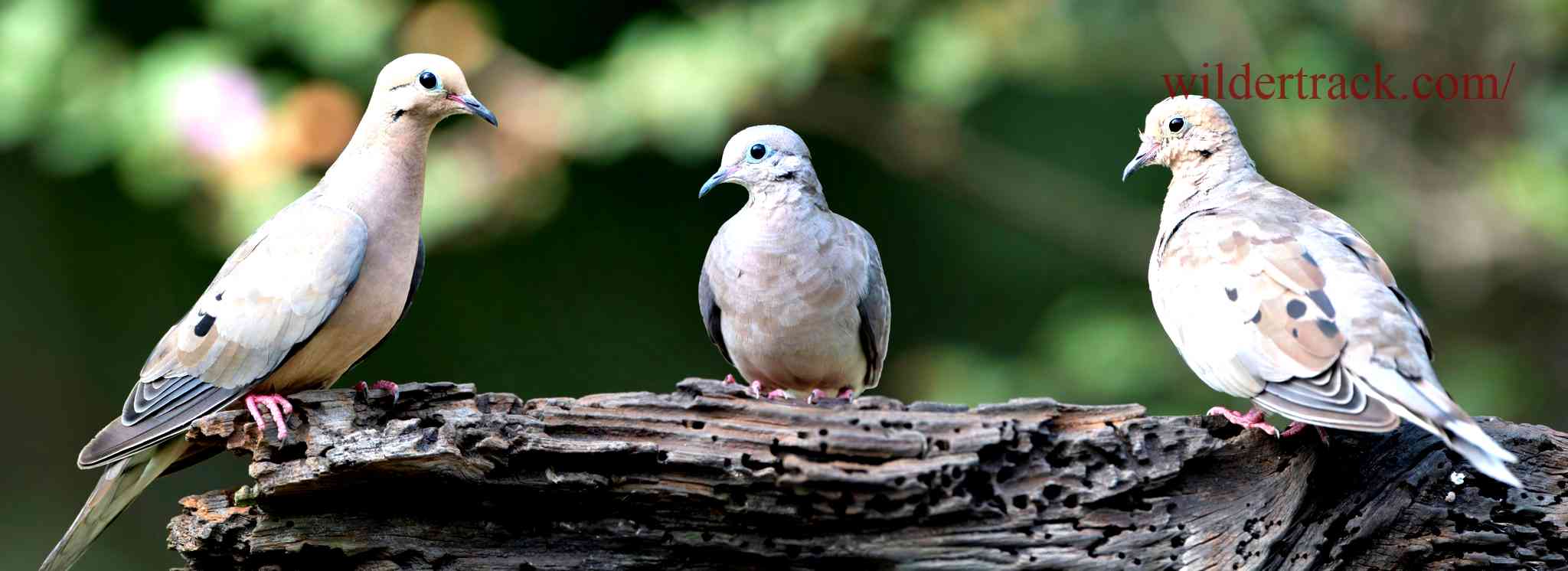 Identifying Dove Calls and Sounds