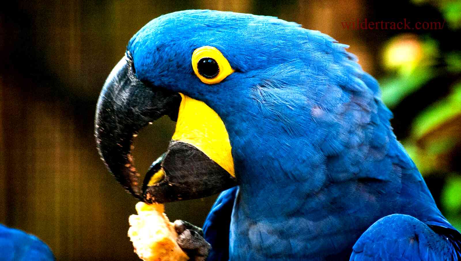 The most intelligent and talkative parrots