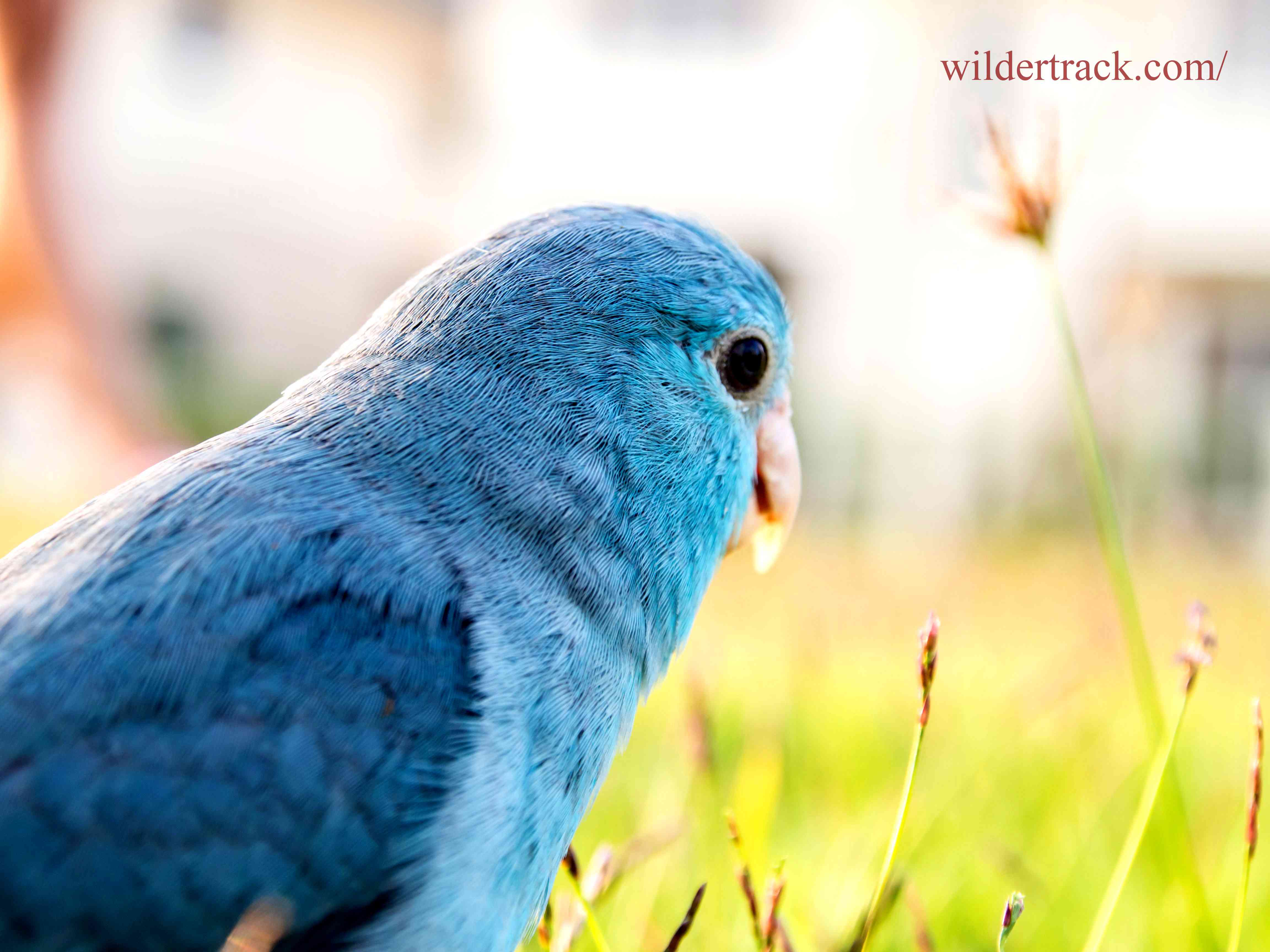 What is a Blue Pet Bird?