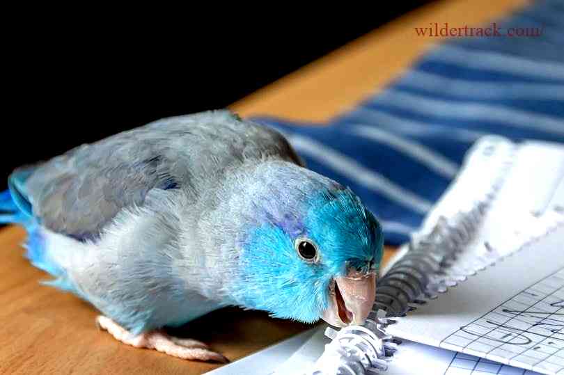 The Average Cost of a Parrotlet