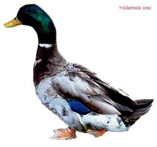 Why choose Rouen ducks?