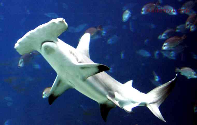 Characteristics of Hammerhead Sharks