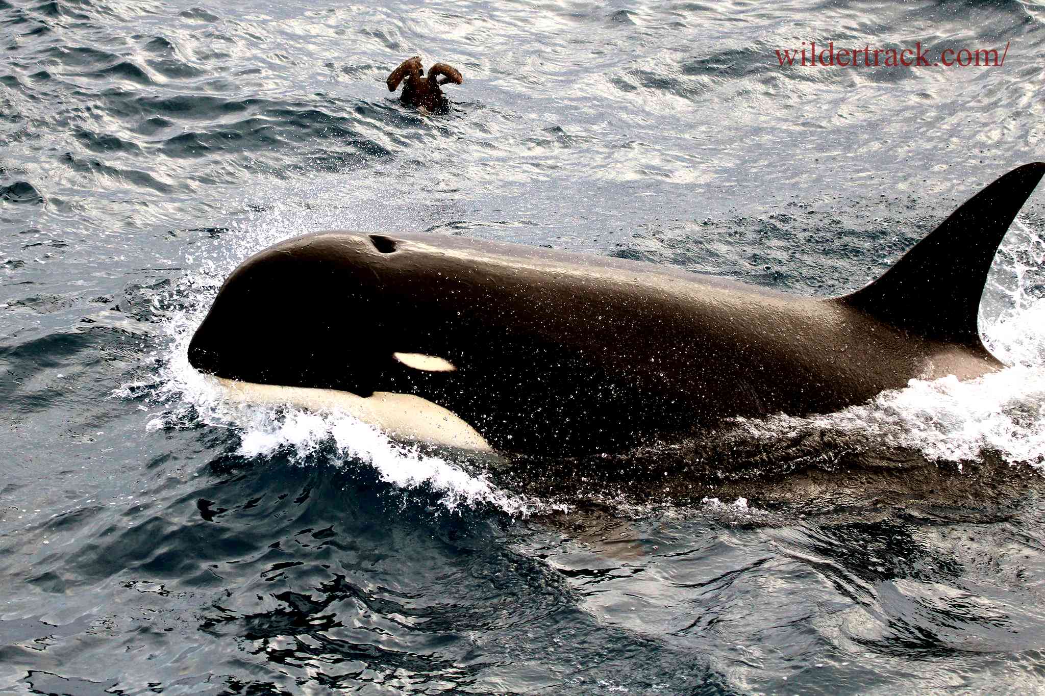 What are Type D Killer Whales?
