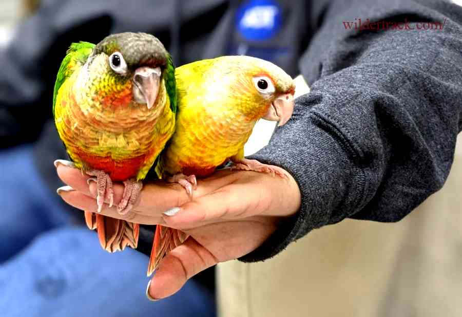 The Top 5 Parrot Breeds in Dallas: