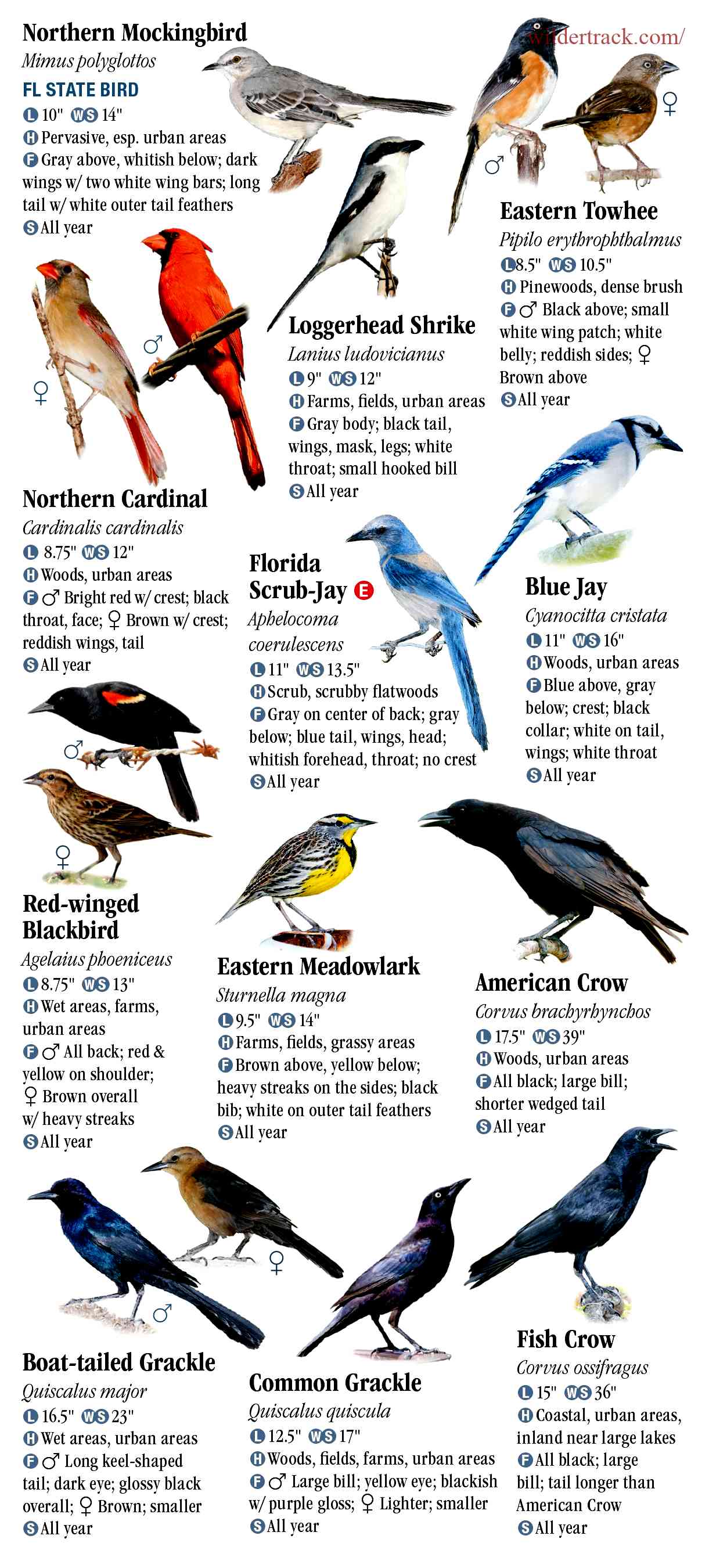 Why Pensacola, Florida is a Birdwatcher's Paradise