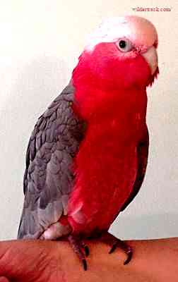 Characteristics of the Rose Breasted Cockatoo