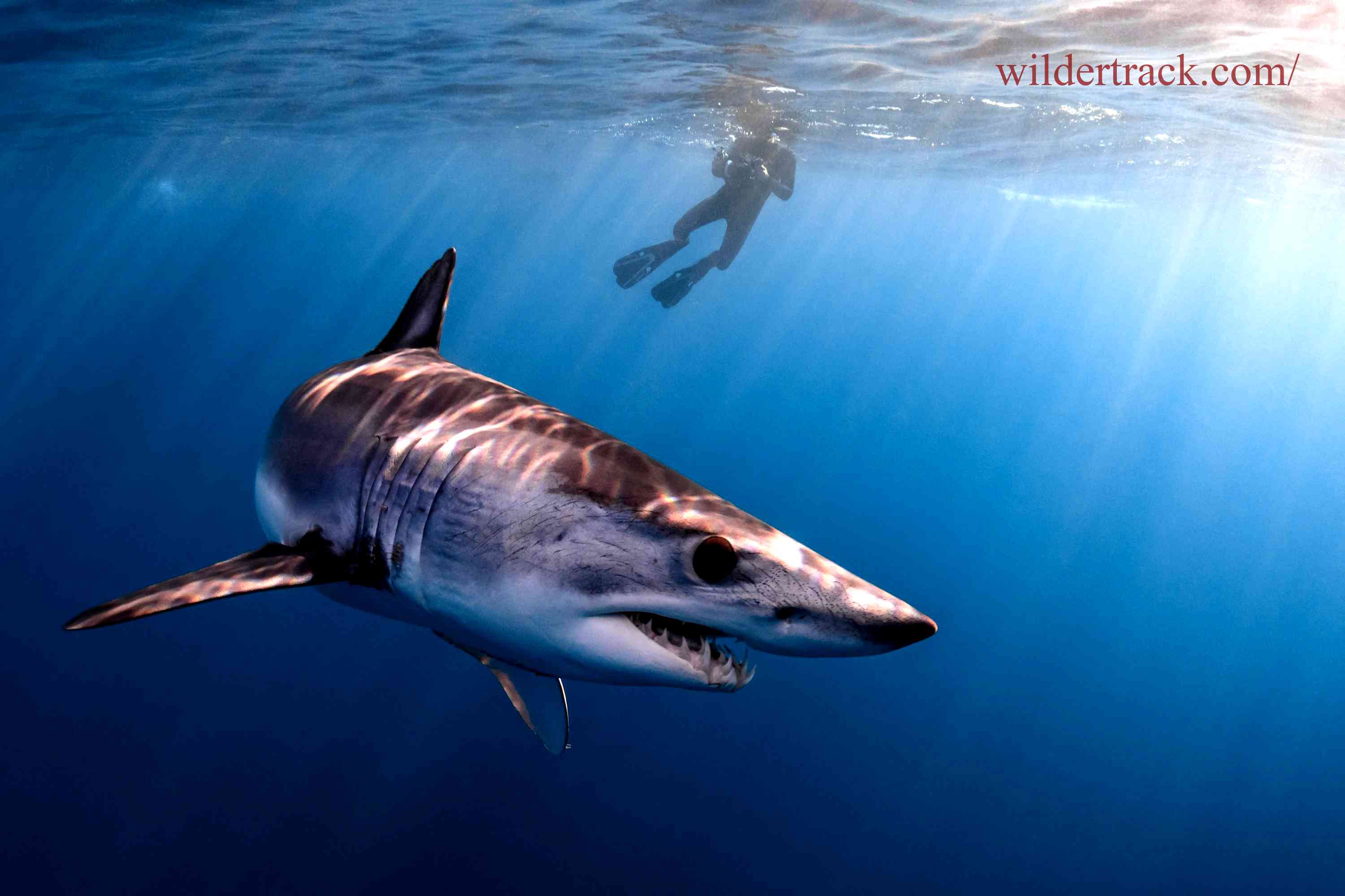 Overview of Mako Sharks in the Red Sea