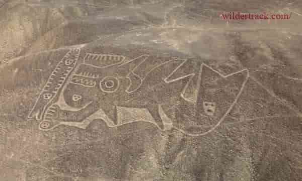 The Significance of the Nazca Lines Whale