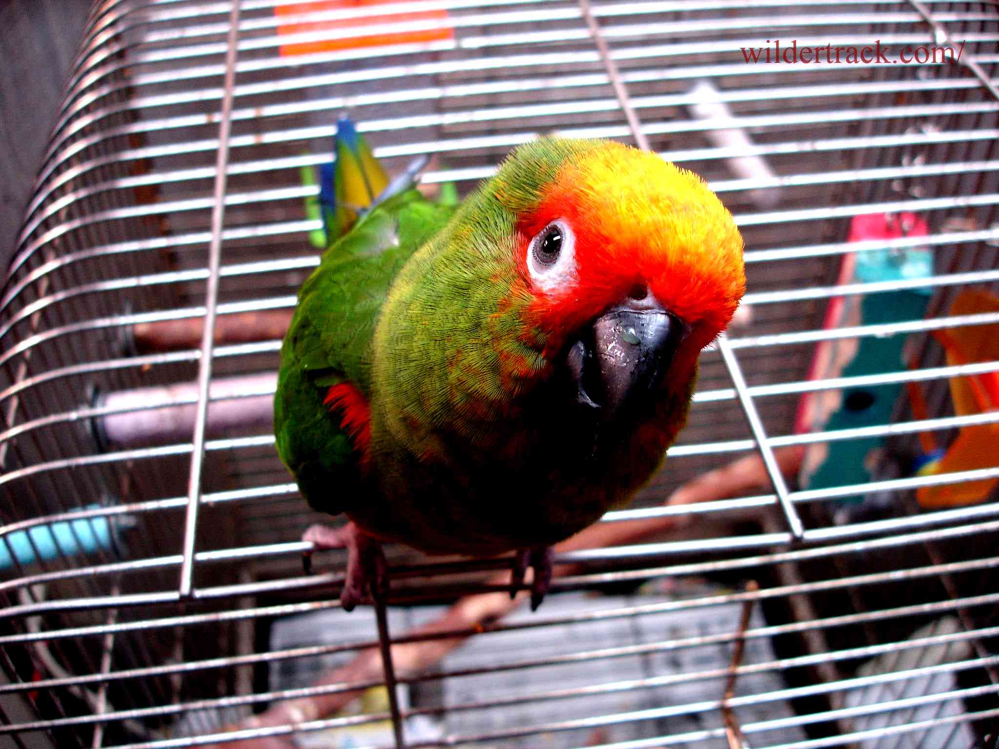 Overview of the Gold Capped Conure