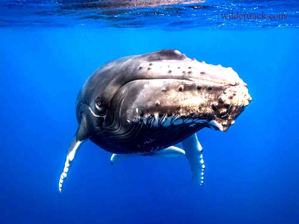 Humpback Whale Face Protection