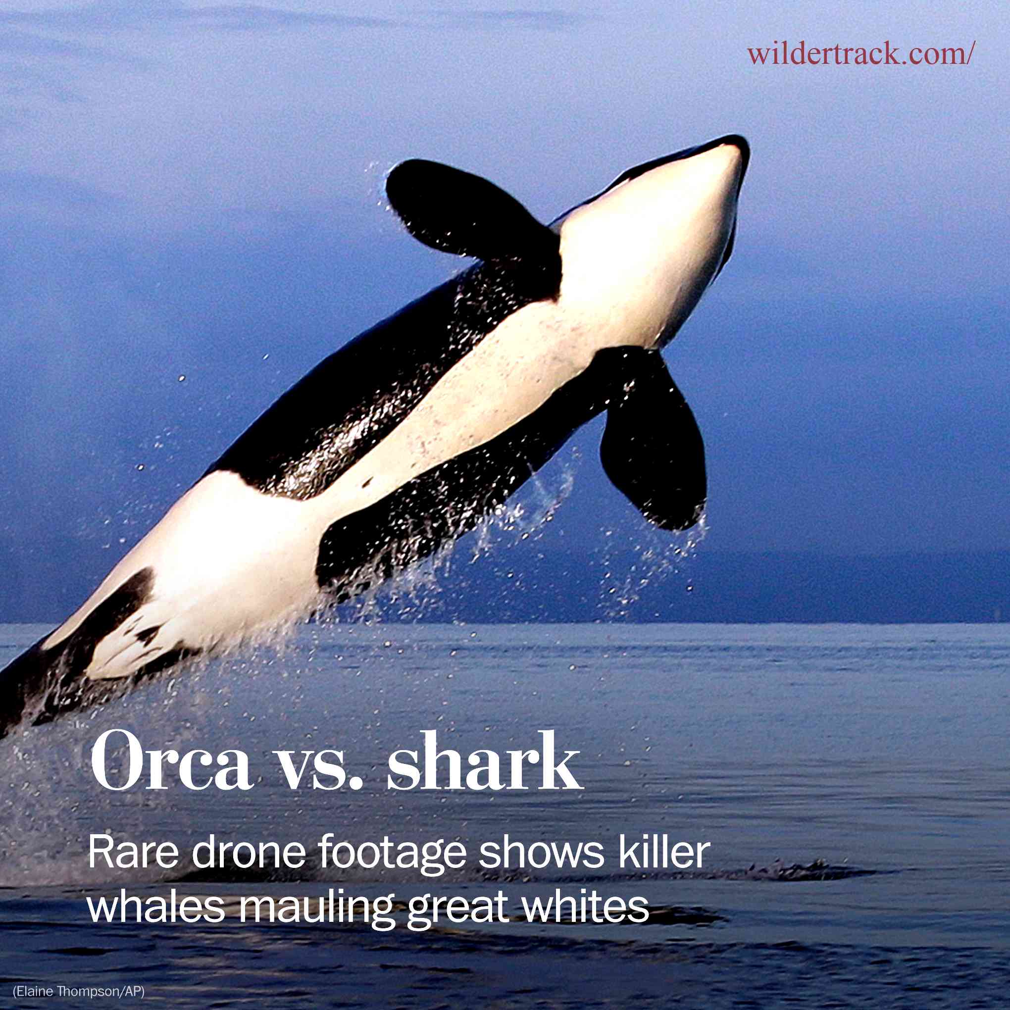 Explanation of what killer whales are