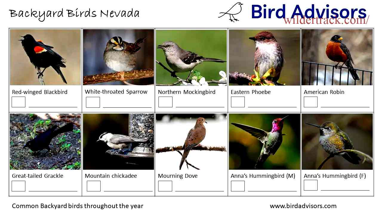 Best Birdwatching Spots: