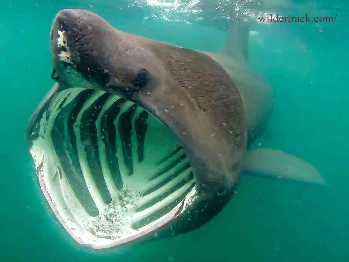 Implications for Basking Shark Conservation