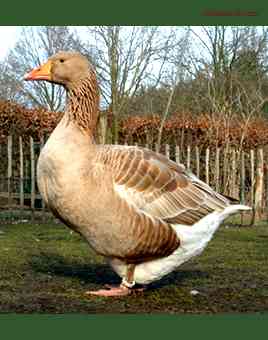 Types of Geese Available